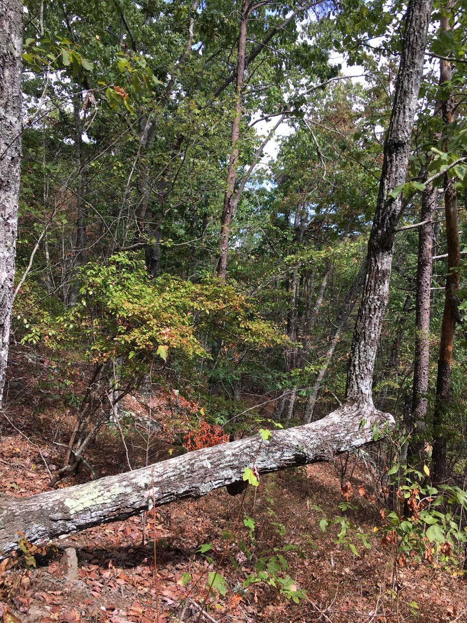 Camper-submitted photo at Cave Creek Trail Backcountry Campground near Lineville, AL
