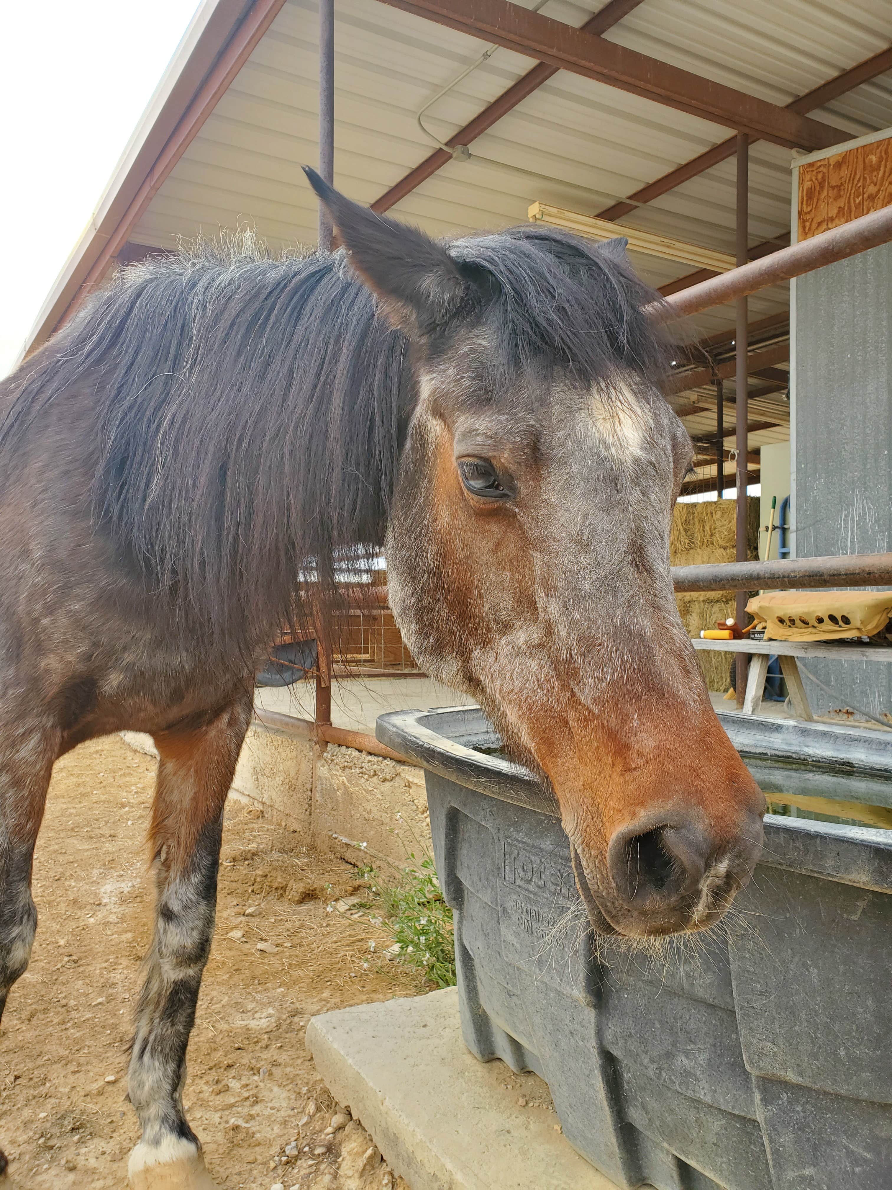 Camper-submitted photo at Rancho Topanga near Terlingua, TX