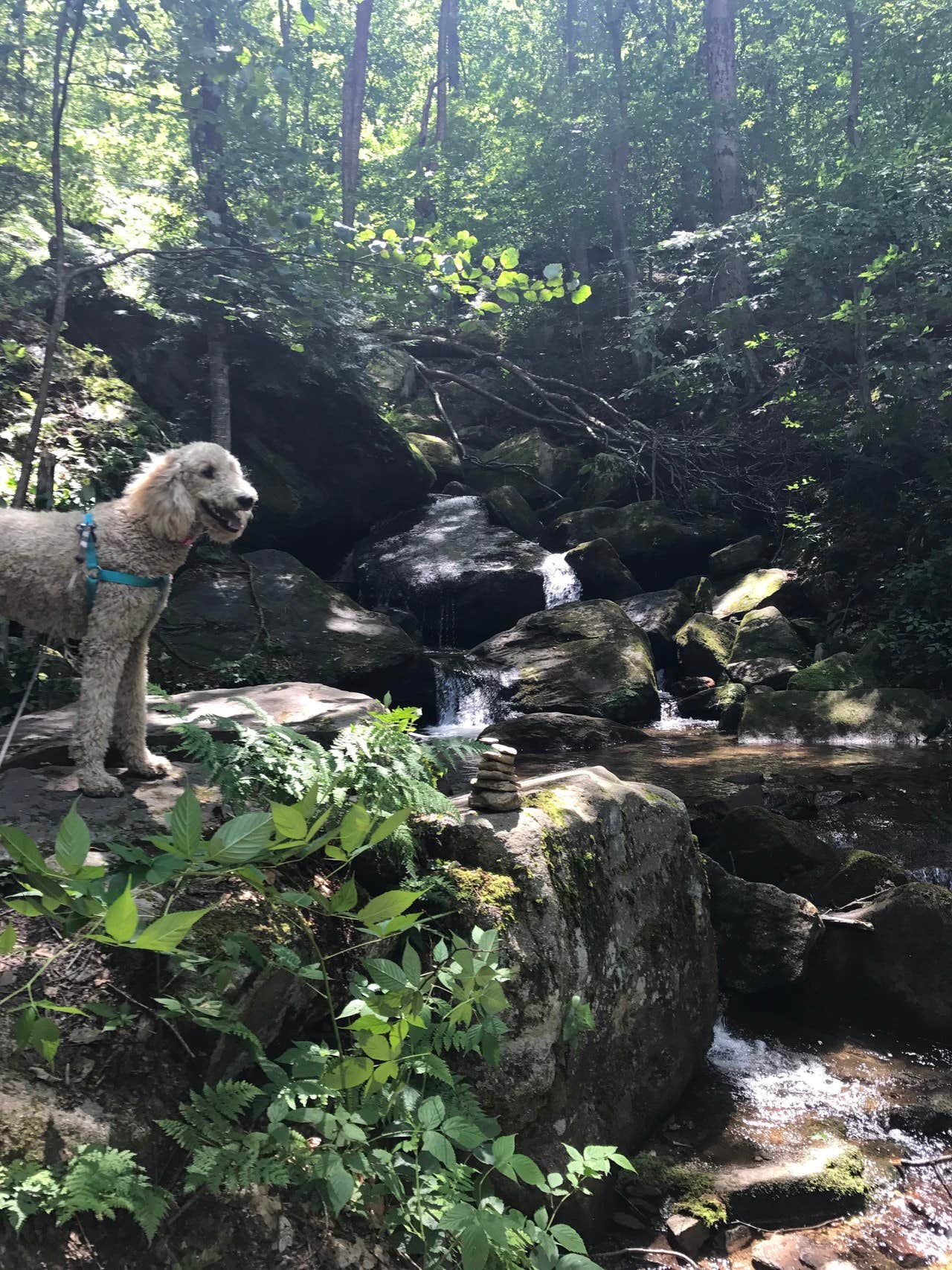 Erin H.'s photo of camping with pets at Red Oak Campground near Ripley, NY