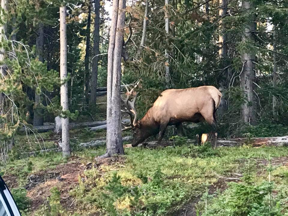 Camper-submitted photo at Cold Springs Campground near Yampa, CO