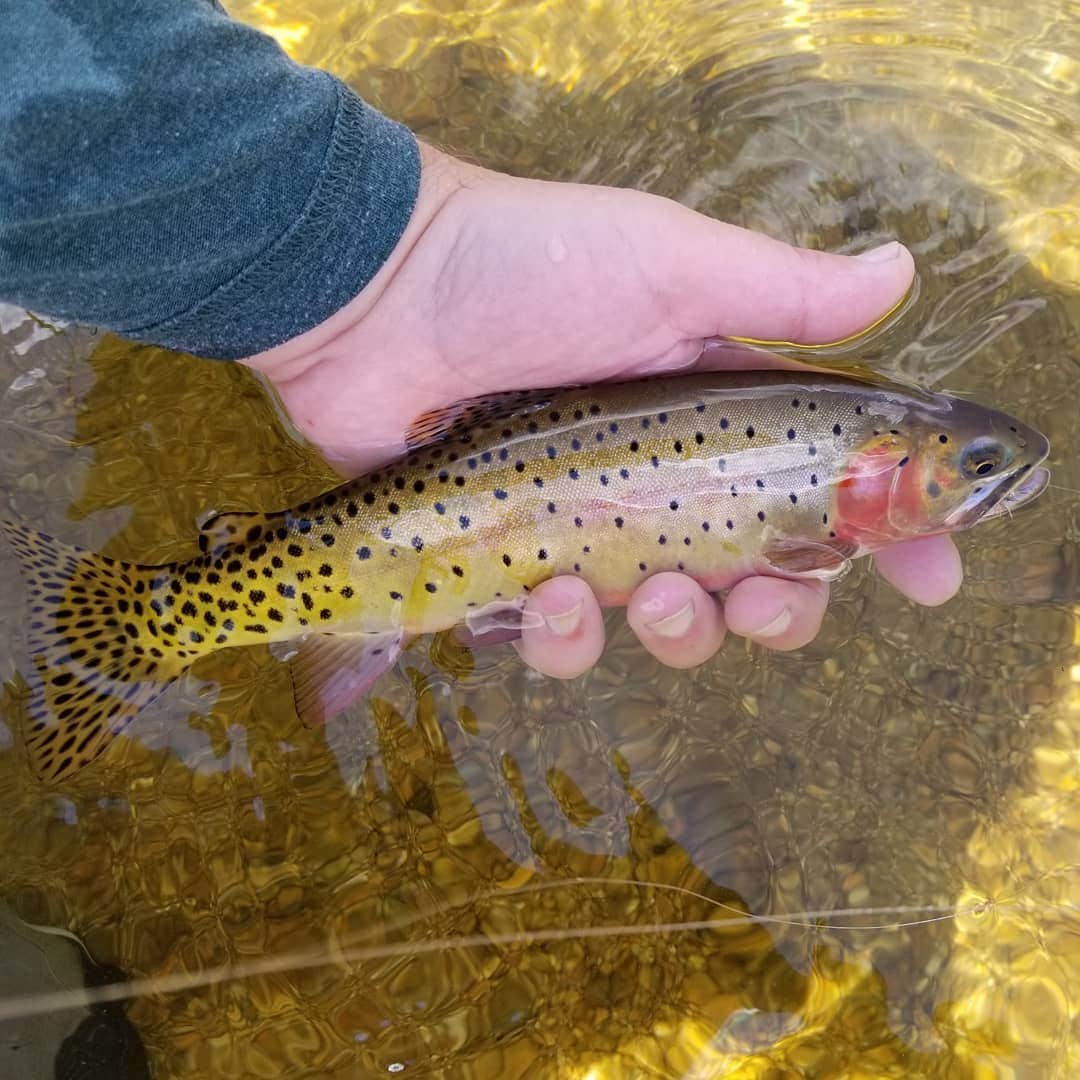 Camper-submitted photo at Cold Springs Campground near Yampa, CO