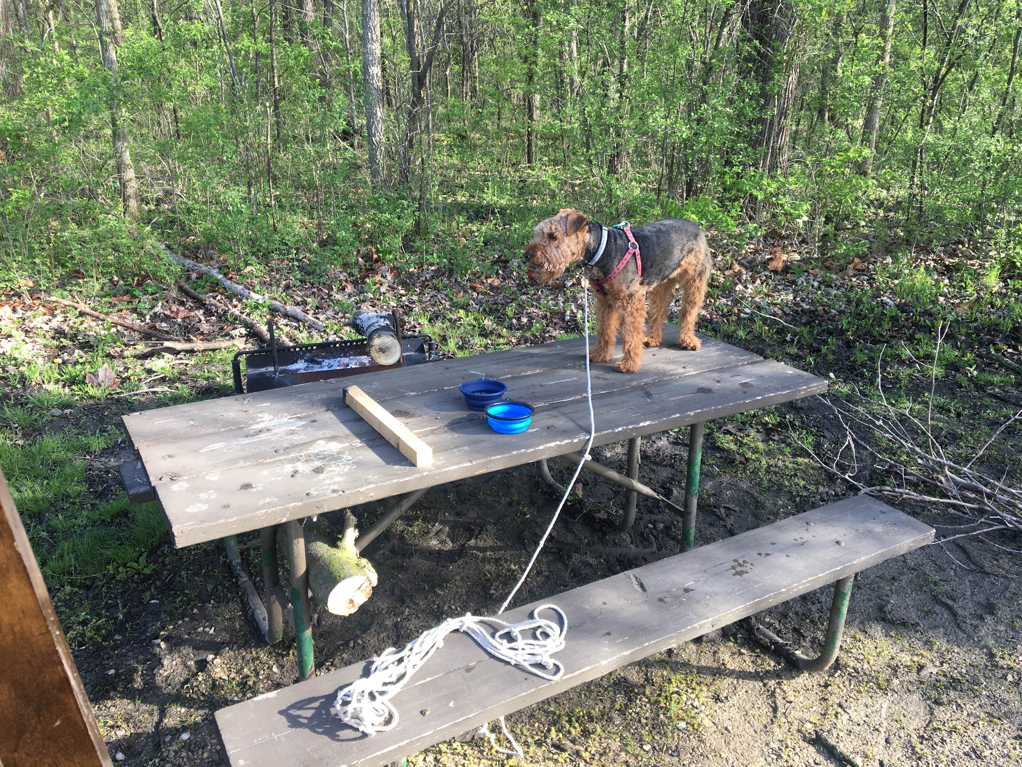 Camper submitted image from Great Falls Campground — Illini State Park - 1