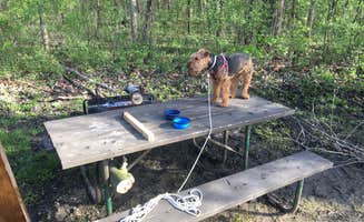 Scott M.'s photo of camping with pets at Great Falls Campground — Illini State Park near Ottawa, IL