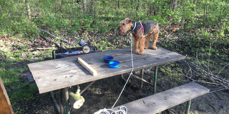Camper submitted image from Great Falls Campground — Illini State Park