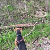 Review photo of Great Falls Campground — Illini State Park by Scott M., March 26, 2020