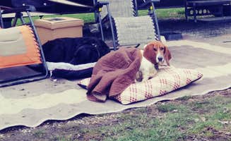 Douglas M.'s photo of camping with pets at Kincaid Lake State Park Campground near Manchester, OH