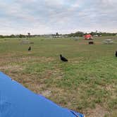 Review photo of Flamingo Campground — Everglades National Park by Dave C., March 28, 2020