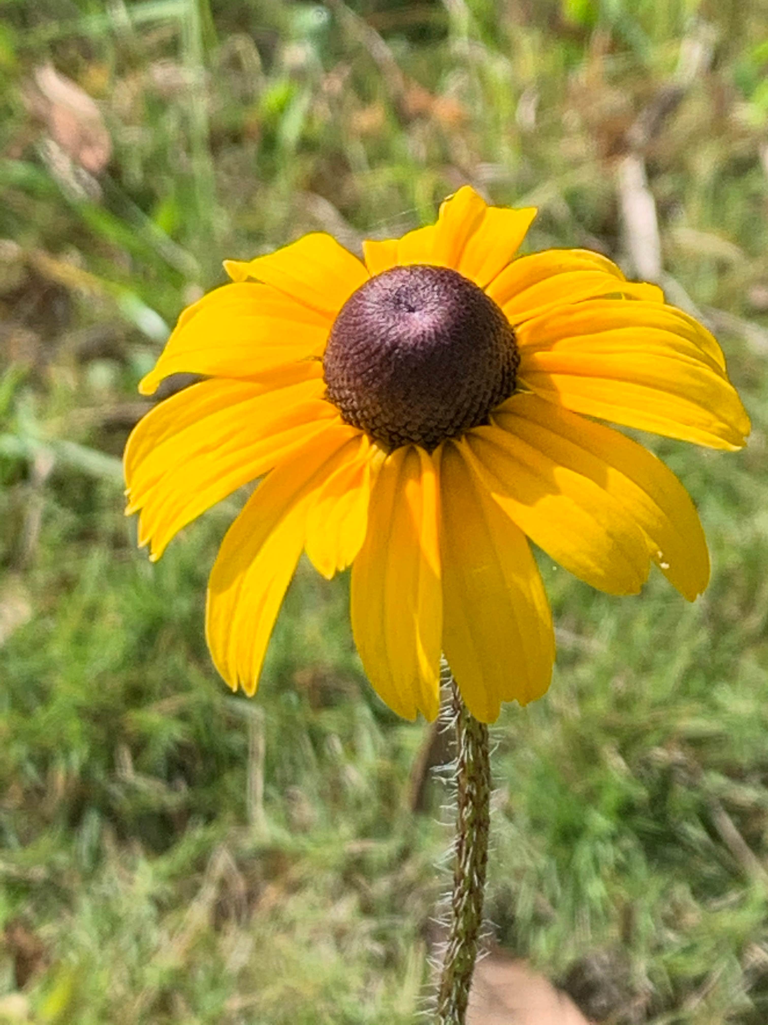 Camper submitted image from Gator Head Campground — Big Cypress National Preserve - 2