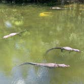 Review photo of Monument Lake Campground — Big Cypress National Preserve by Dave C., March 28, 2020