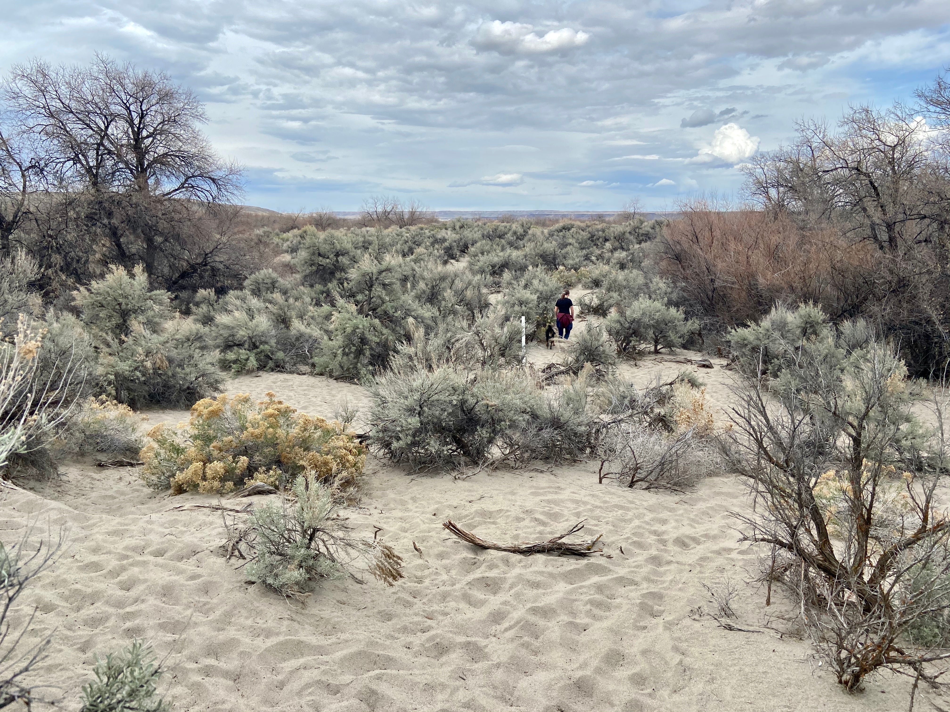 Camper submitted image from Bruneau Dunes State Park Campground - 3