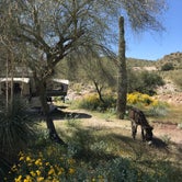 Review photo of Lake Pleasant Regional Park Campground by Tom W., March 28, 2020
