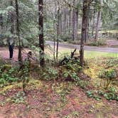 Review photo of Dow Creek Resort by Stephanie S., March 30, 2020