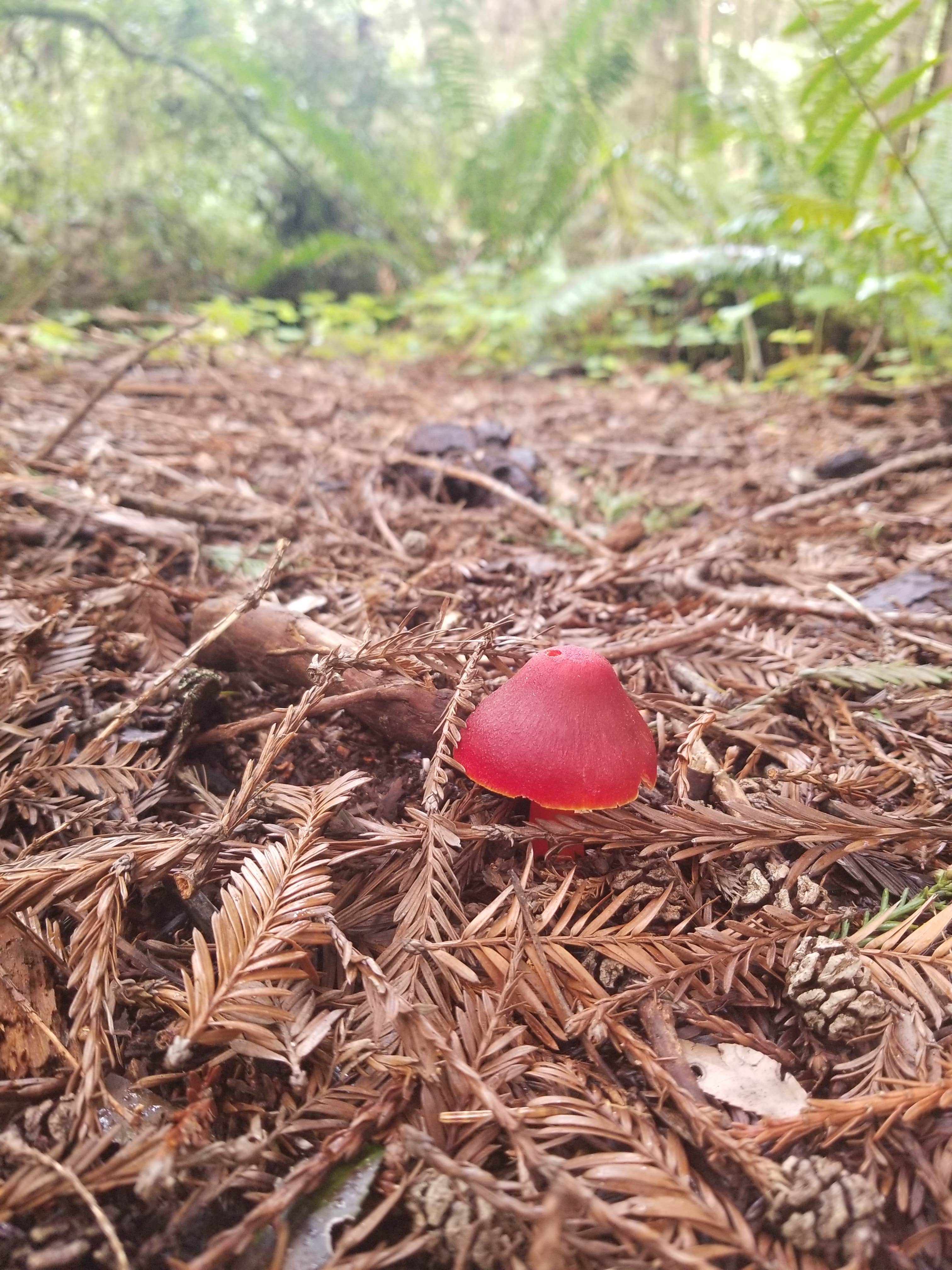 Camper submitted image from Ramblin' Redwoods Campground & RV Park - 3