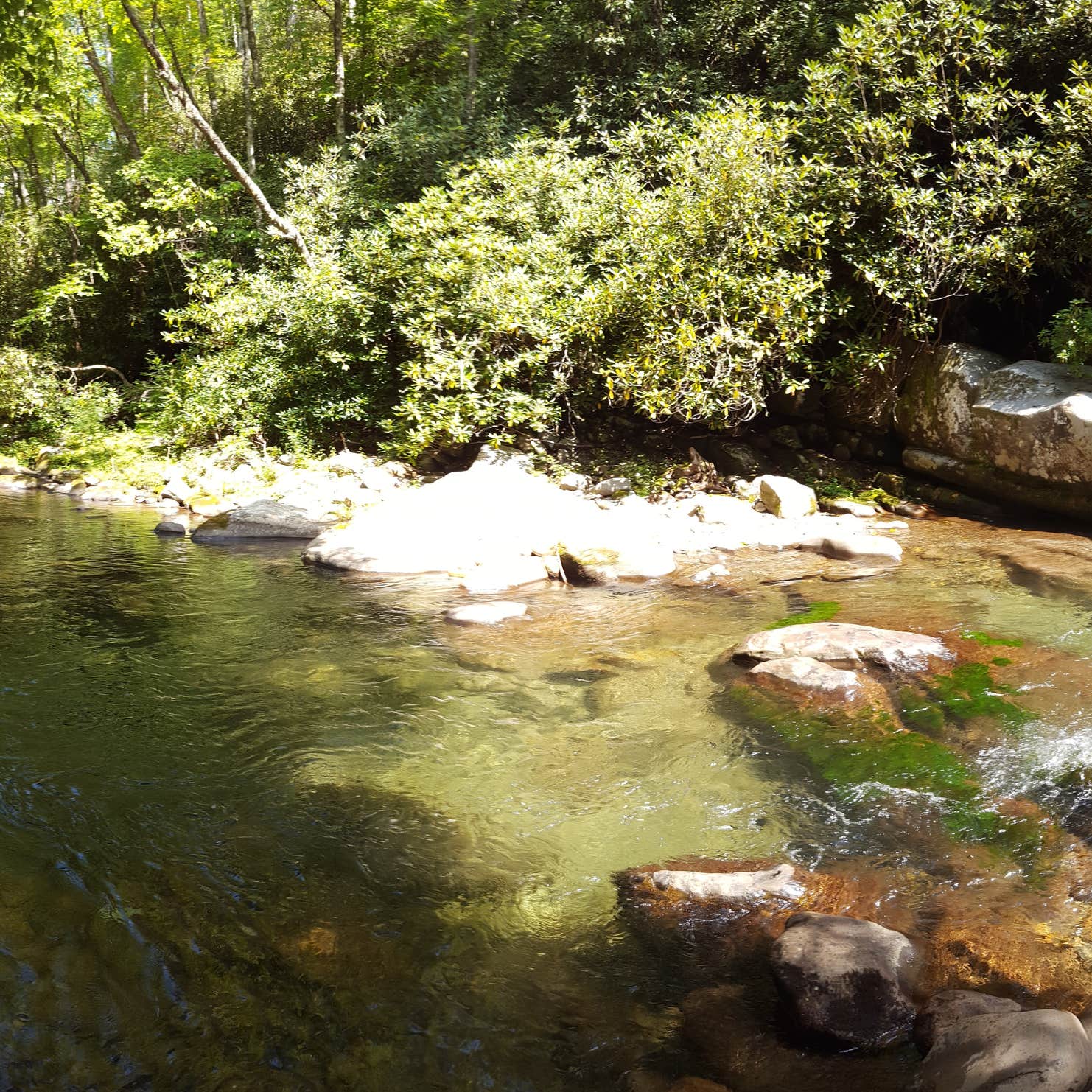 Cosby Campground Great Smoky Mountains National Park Camping The Dyrt