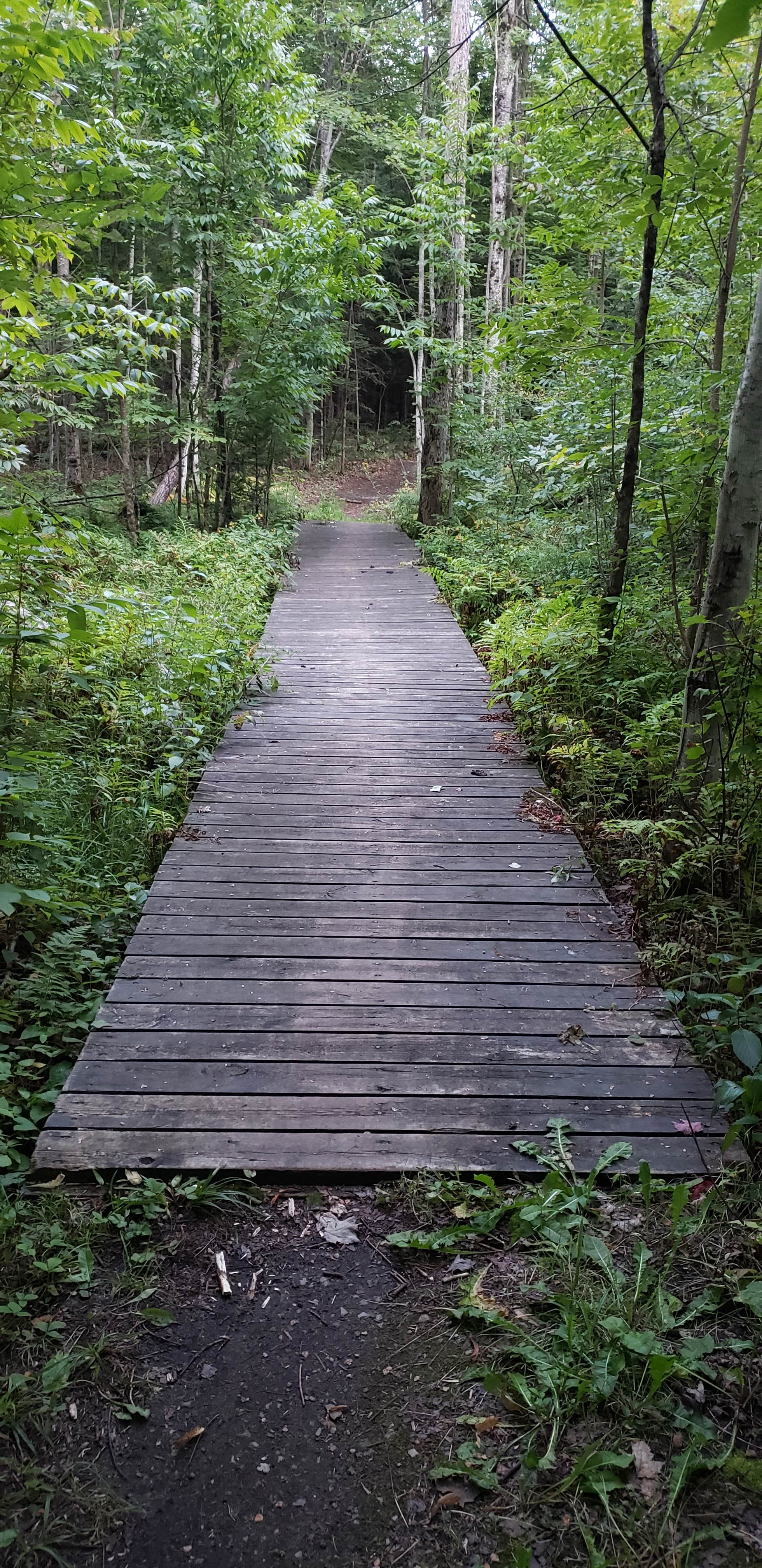 Camper submitted image from Spruce Rustic Campground — Rifle River Recreation Area - 2