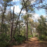 Review photo of Manatee Springs State Park Campground by GoWhereYouAreDraw N., March 31, 2020