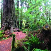 Review photo of Elk Prairie Campground — Prairie Creek Redwoods State Park by Crystal C., April 1, 2020