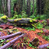 Review photo of Elk Prairie Campground — Prairie Creek Redwoods State Park by Crystal C., April 1, 2020