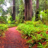 Review photo of Elk Prairie Campground — Prairie Creek Redwoods State Park by Crystal C., April 1, 2020