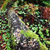 Review photo of Elk Prairie Campground — Prairie Creek Redwoods State Park by Crystal C., April 1, 2020