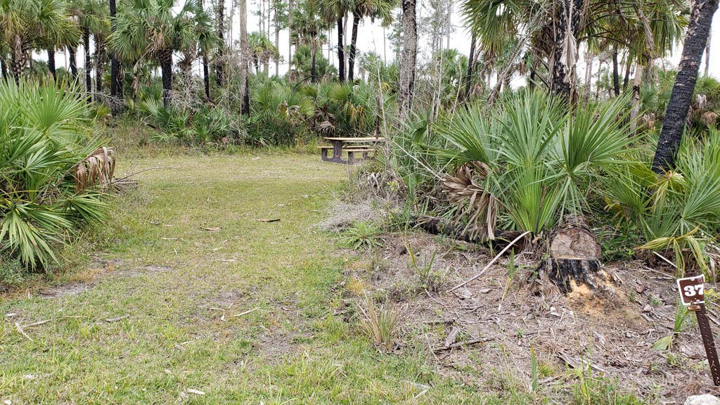 Camper-submitted photo at Gator Head Campground — Big Cypress National Preserve near Big Cypress National Preserve