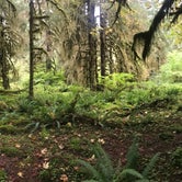Review photo of Hoh Rain Forest - Olympic National Park by Crystal C., April 1, 2020