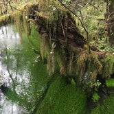 Review photo of Hoh Rain Forest - Olympic National Park by Crystal C., April 1, 2020