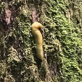 Review photo of Hoh Rain Forest - Olympic National Park by Crystal C., April 1, 2020