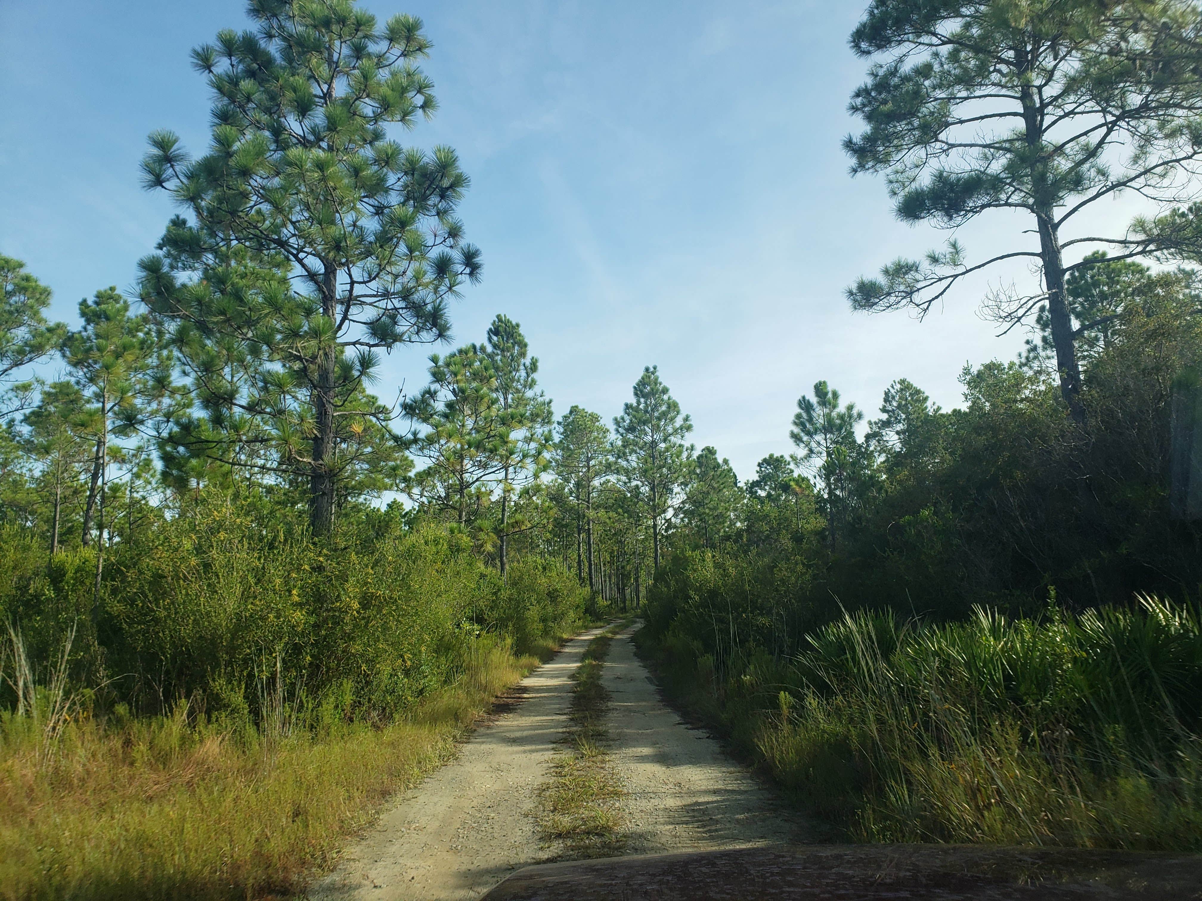 Eastern Lake Campground 1 — Point Washington State Forest