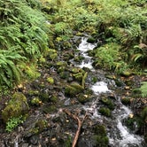 Review photo of Mount Tom Creek — Olympic National Park by Zach A., April 1, 2020