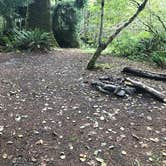 Review photo of Mount Tom Creek — Olympic National Park by Zach A., April 1, 2020