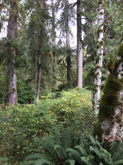 Camper-submitted photo at Five Mile Island — Olympic National Park near Sol Duc Hot Springs, WA