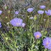 Review photo of Burro Creek Campground by Bill Y., April 1, 2020