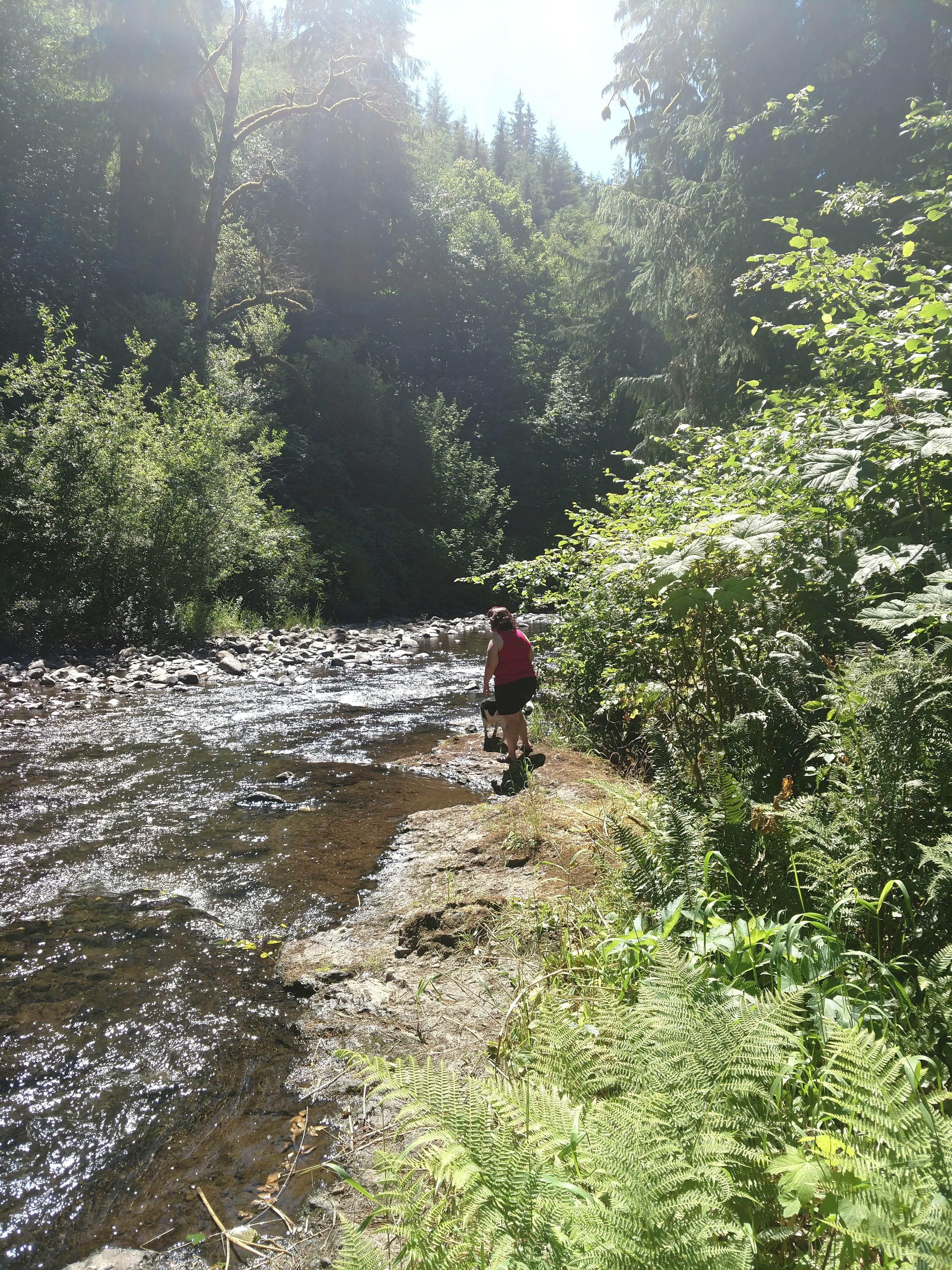 Camper submitted image from Porter Creek - 3