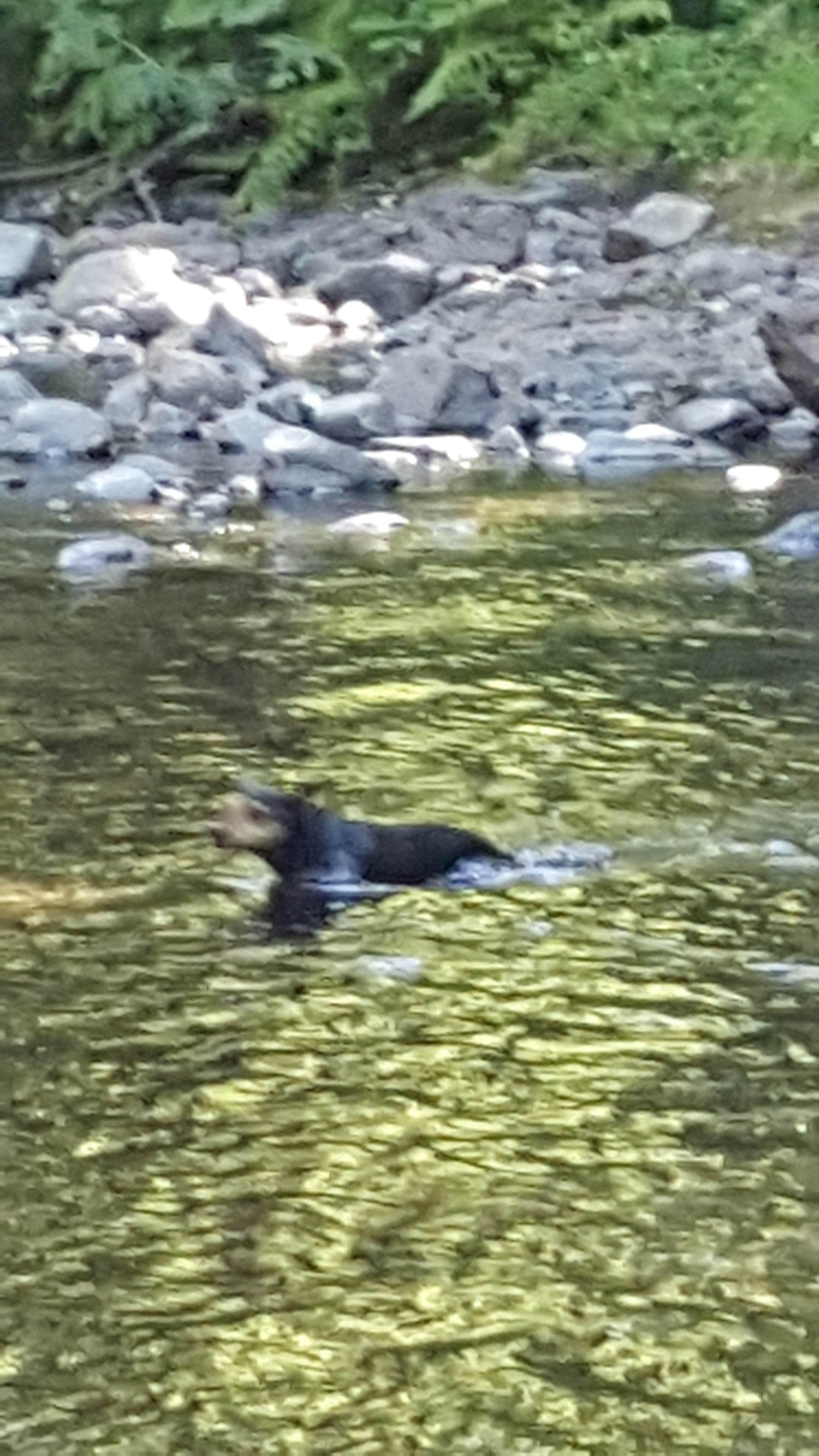 Camper-submitted photo at Porter Creek near Rochester, WA