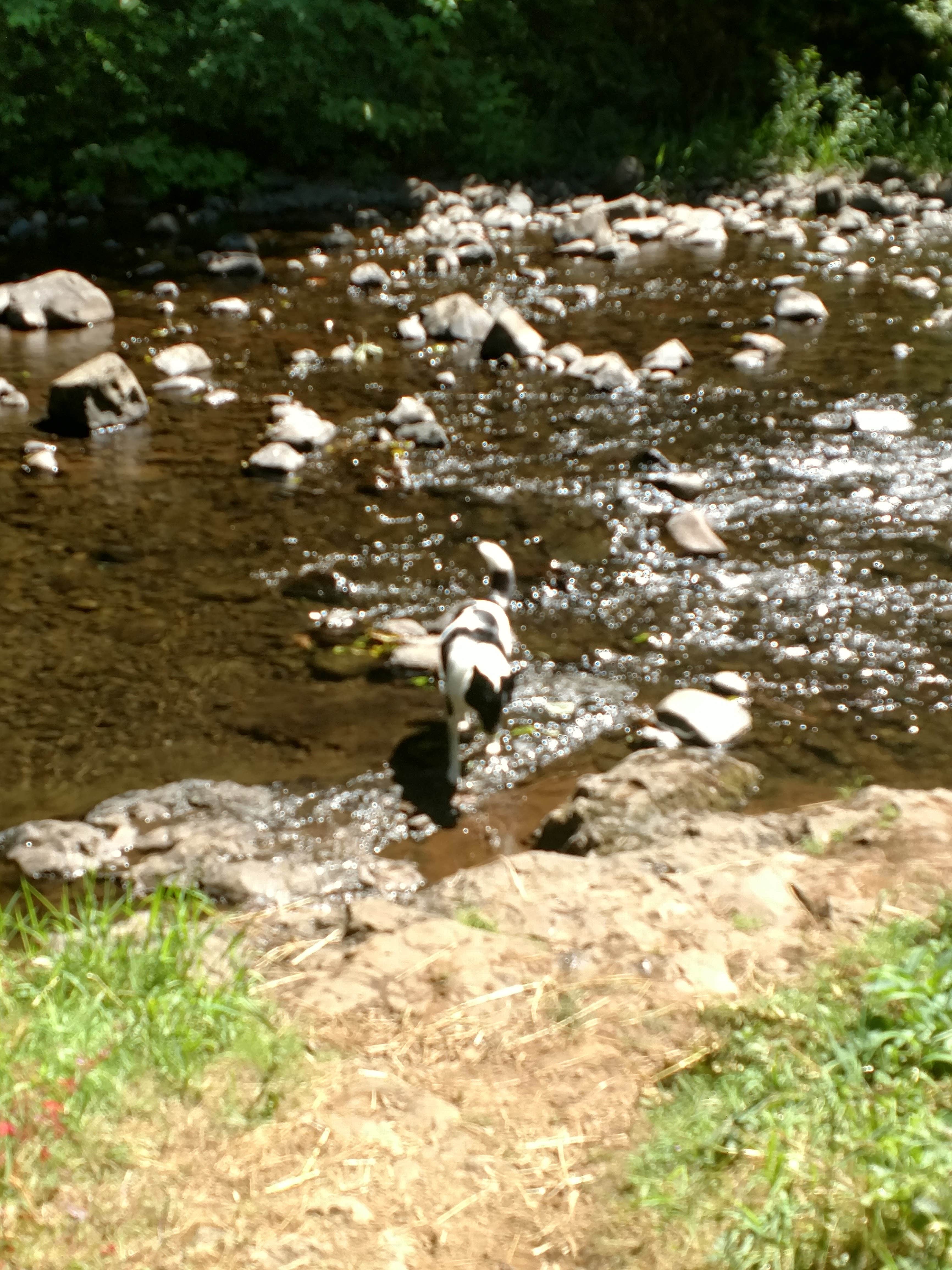 Camper-submitted photo at Porter Creek near Rochester, WA