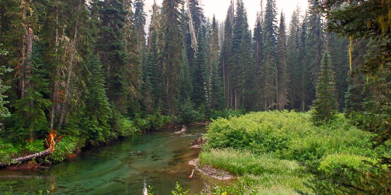 Camper submitted image from Pete Lake Backcountry Camping