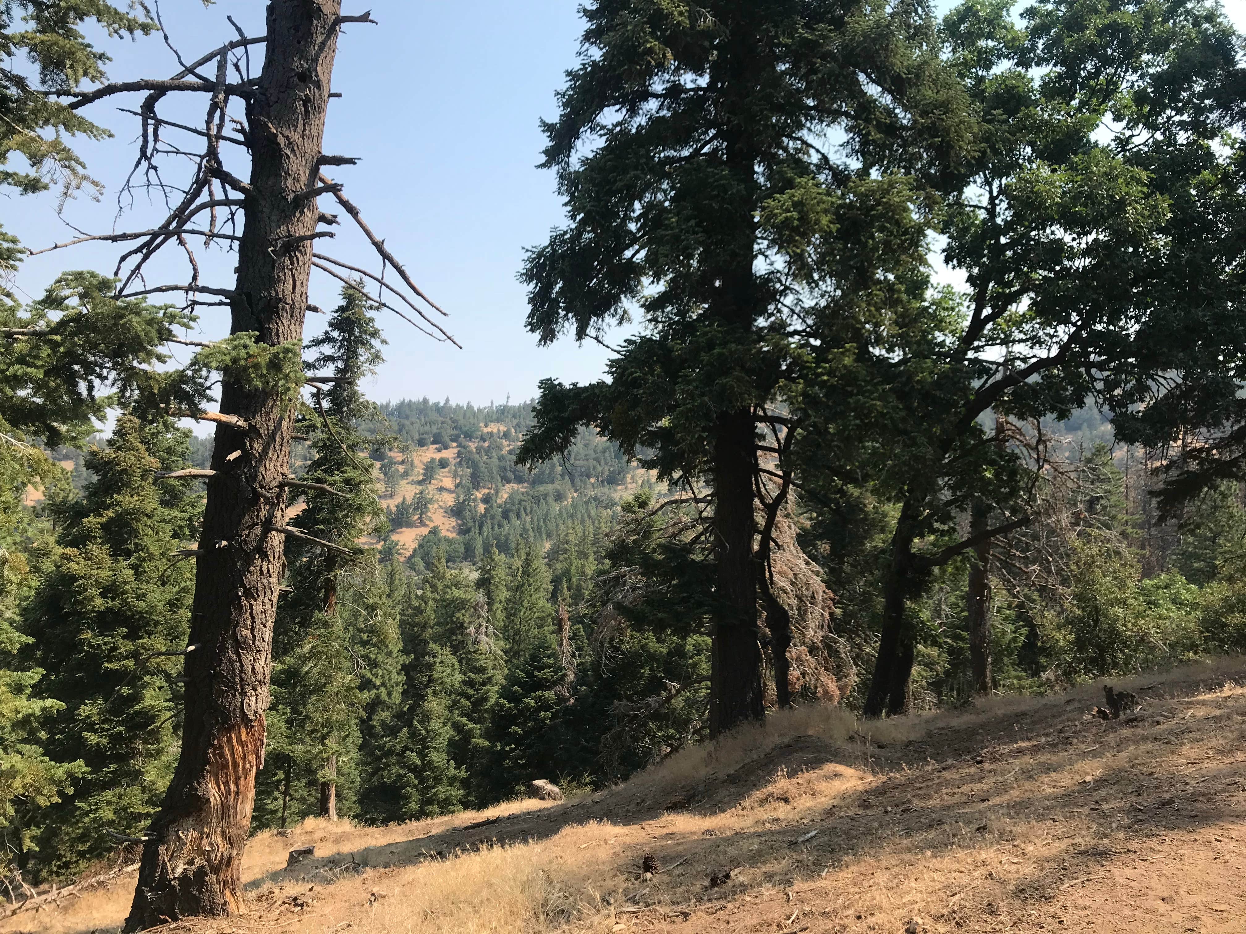 Camper-submitted photo at Tehachapi Mountain Park near Lancaster, CA