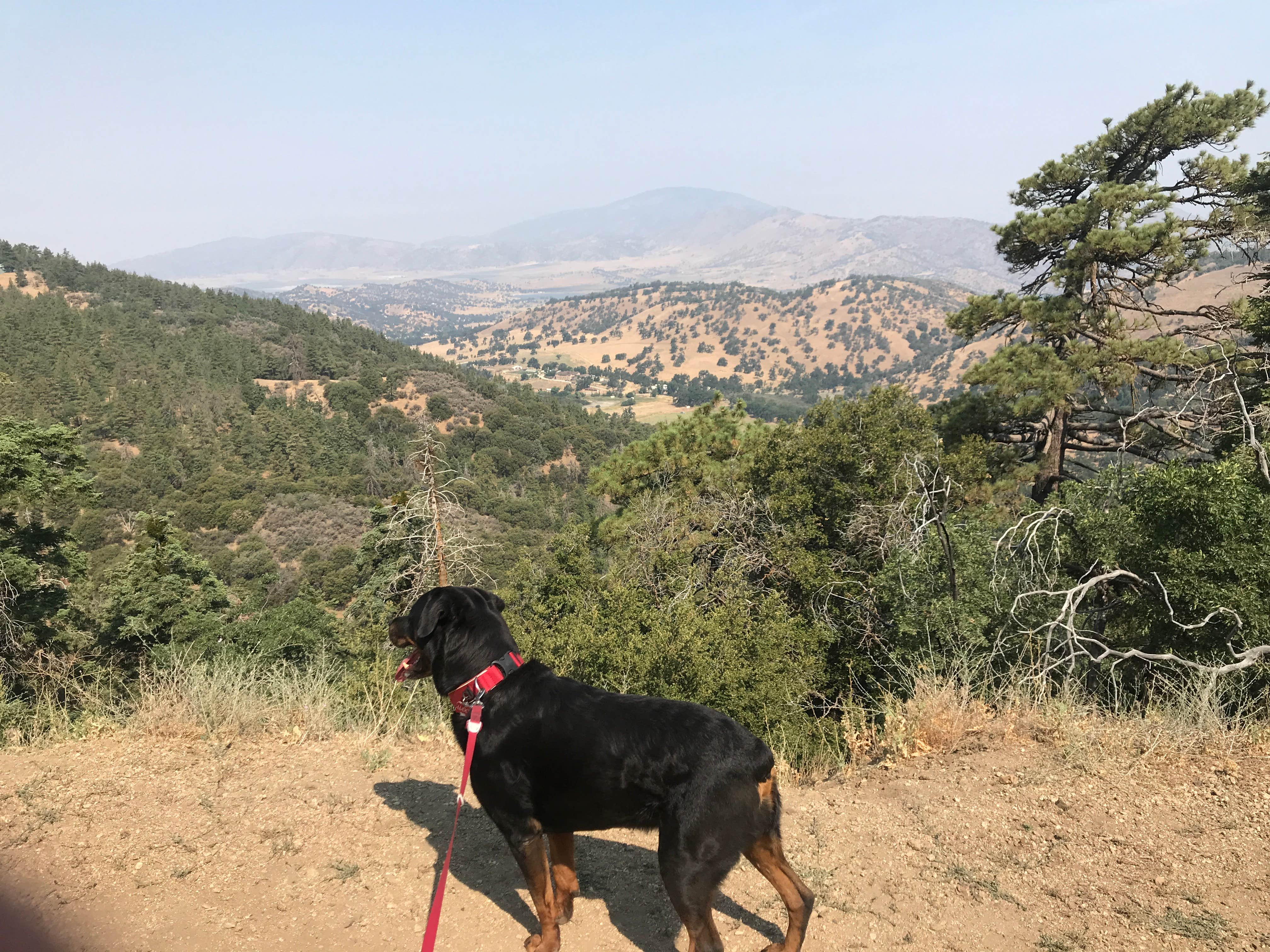 Ashley S.'s photo of camping with pets at Tehachapi Mountain Park near Bakersfield, CA