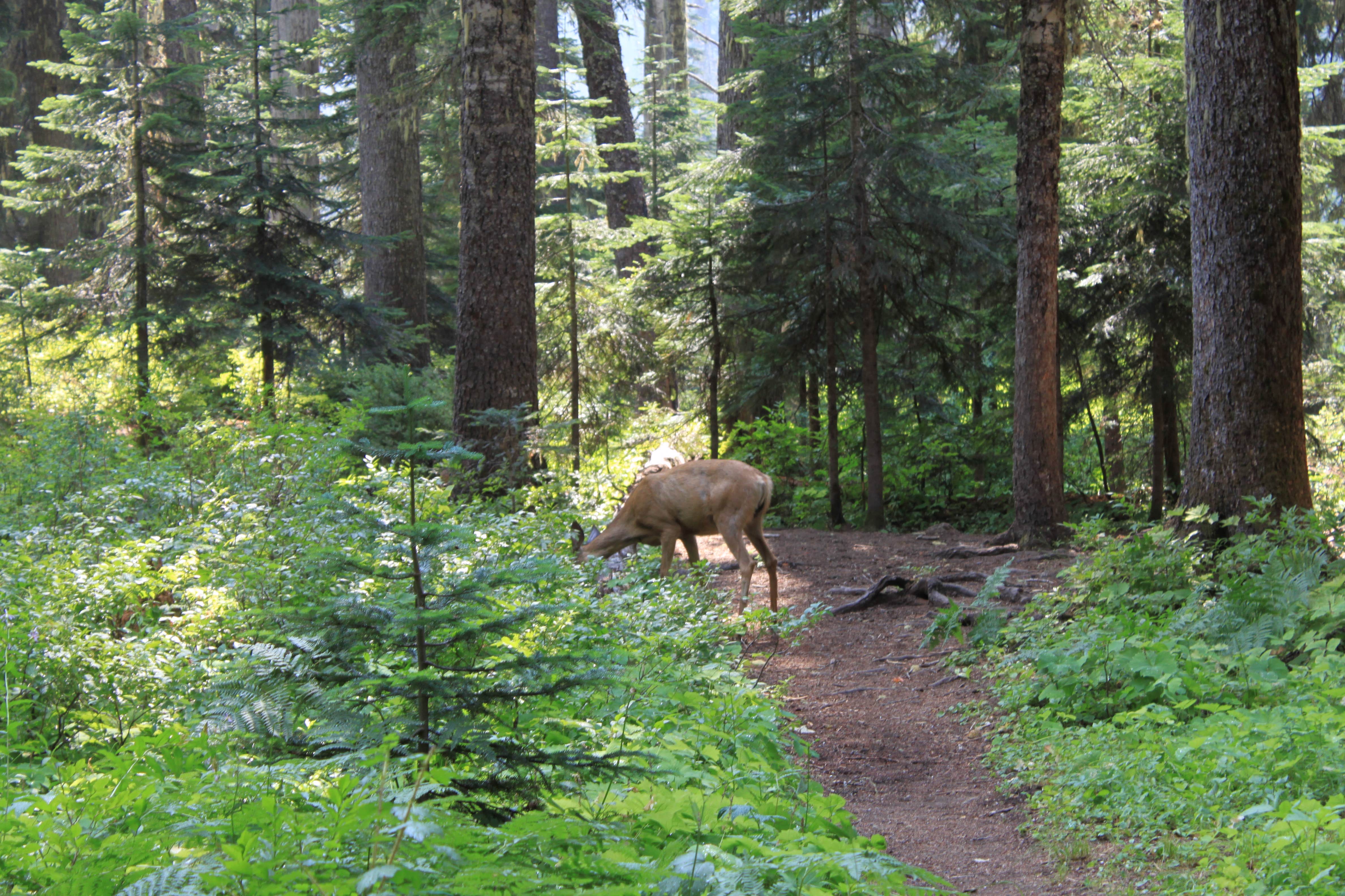 Camper-submitted photo at Pete Lake Backcountry Camping near Snoqualmie Pass, WA