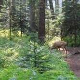 Review photo of Pete Lake Backcountry Camping by Megan C., September 8, 2017