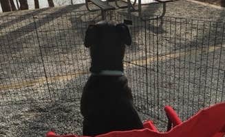 Bob V.'s photo of camping with pets at Fort Yargo State Park Campground near Sugar Hill, GA