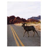 Review photo of Atlatl Rock Campground — Valley of Fire State Park by Cat N., April 3, 2020
