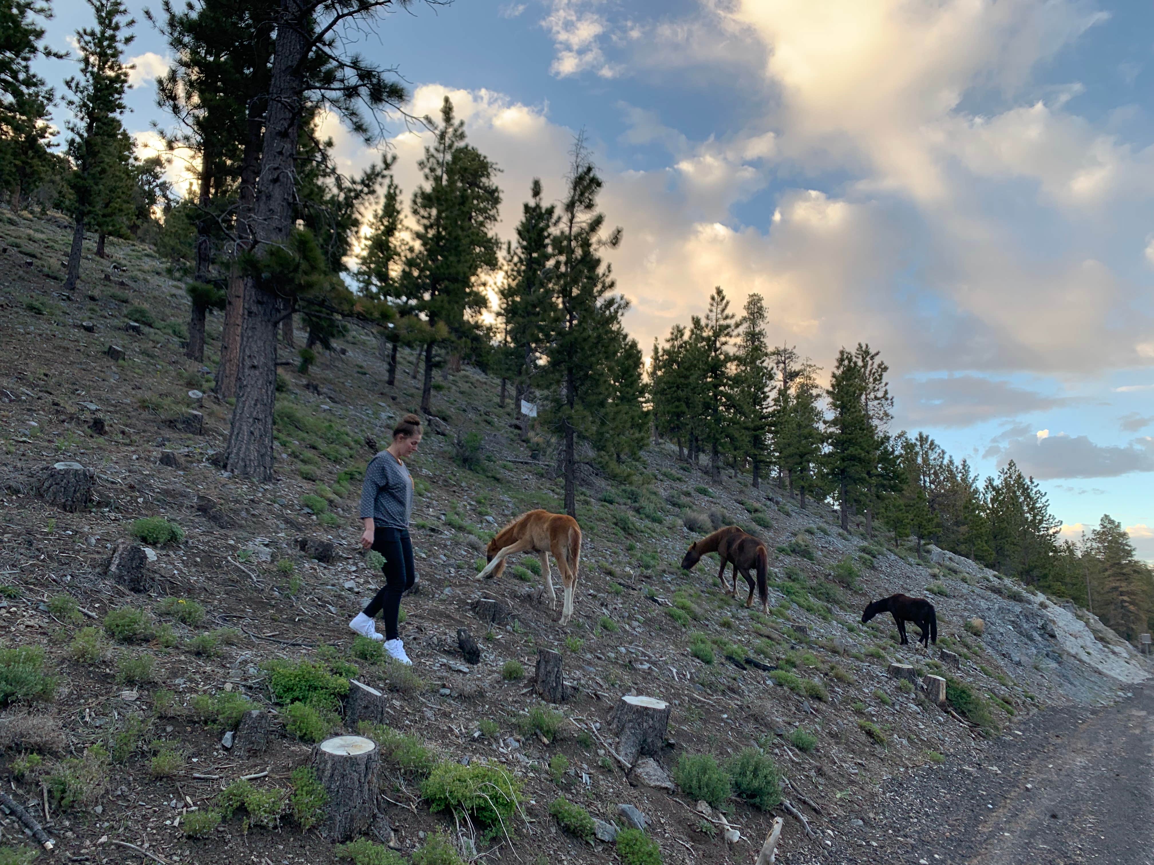 Cat N.'s photo of camping with pets at McWilliams Campground near Blue Diamond, NV