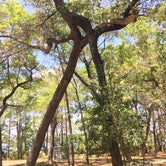 Review photo of Rocky Bayou State Park Campground by Asher K., September 8, 2017
