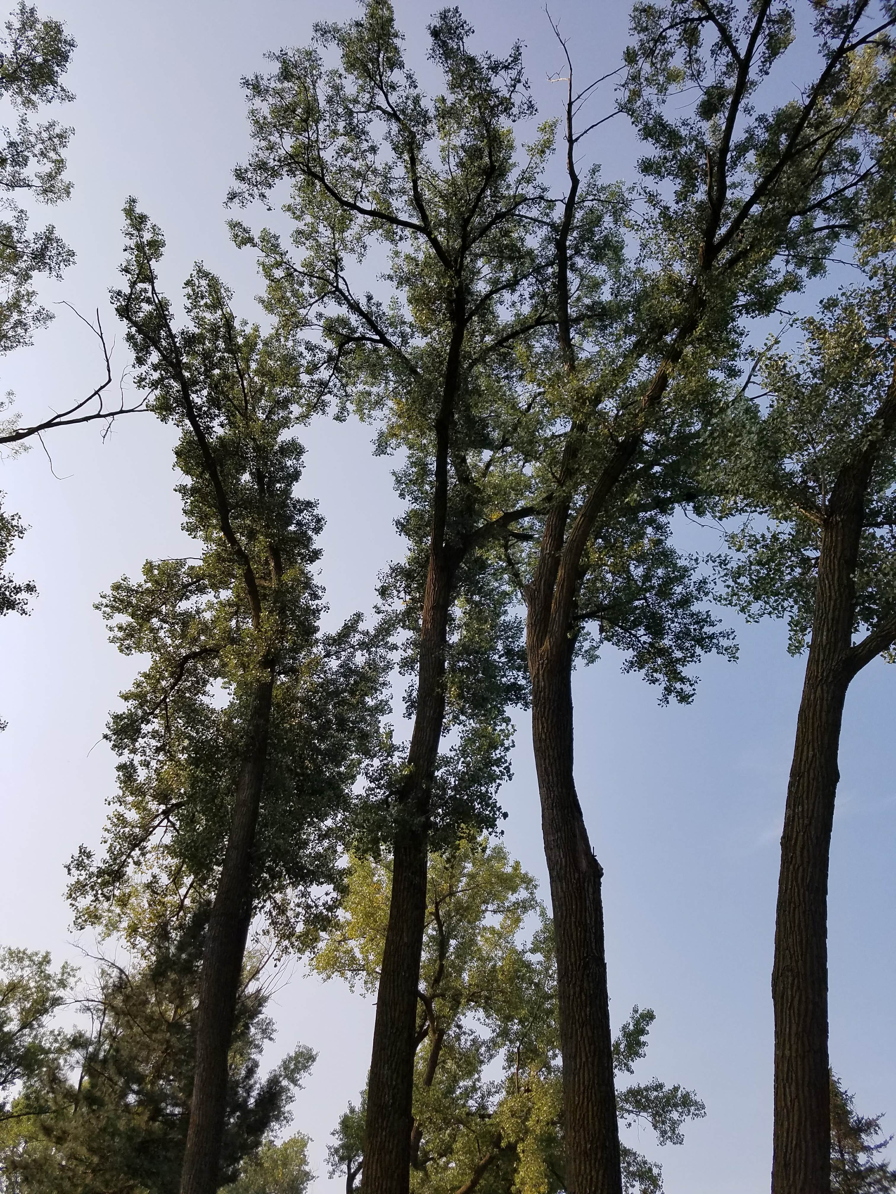 Camper submitted image from Cottonwood — Two Rivers SRA - 1
