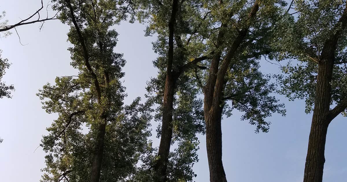 Two Rivers Sra Cottonwood — Two Rivers SRA Camping | Waterloo, Nebraska