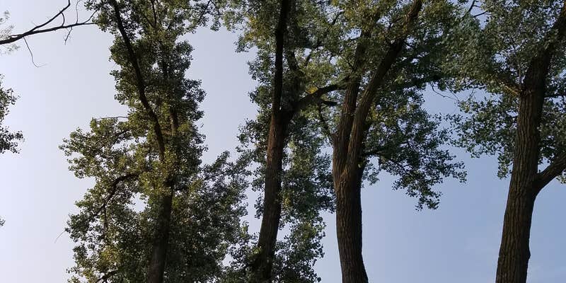 Camper submitted image from Cottonwood — Two Rivers SRA