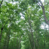 Review photo of Houchin Ferry Campground — Mammoth Cave National Park by Shea M., April 3, 2020