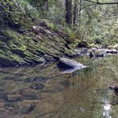 Review photo of Lower Blooms Creek — Big Basin Redwoods State Park — CAMPGROUND CLOSED by Jonathan K., April 3, 2020